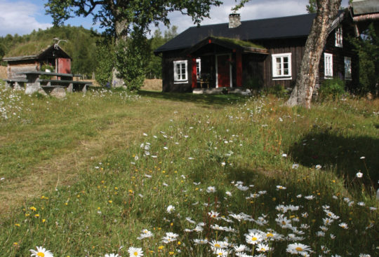 Blomstereng med hytte i bakgrunnen