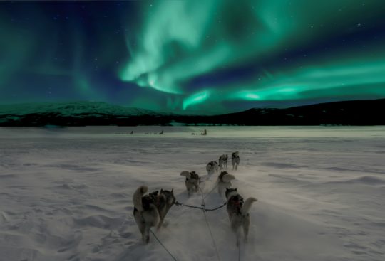 Hundekjøring under nordlys. Foto: Thomas Lipke, Unsplash